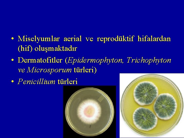  • Miselyumlar aerial ve reprodüktif hifalardan (hif) oluşmaktadır • Dermatofitler (Epidermophyton, Trichophyton ve