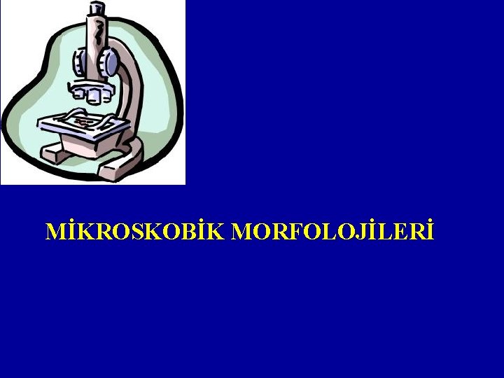 MİKROSKOBİK MORFOLOJİLERİ 