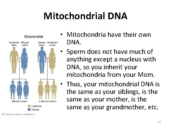 Mitochondrial DNA • Mitochondria have their own DNA. • Sperm does not have much