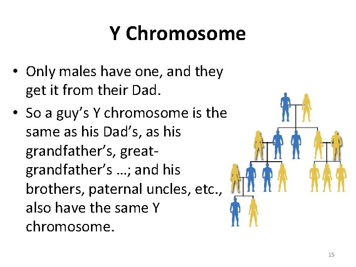 Y Chromosome • Only males have one, and they get it from their Dad.