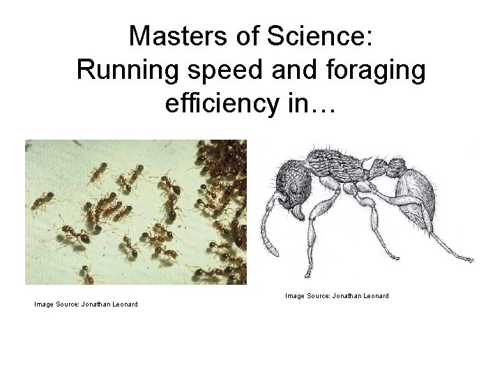 Masters of Science: Running speed and foraging efficiency in… Image Source: Jonathan Leonard 