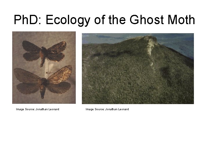Ph. D: Ecology of the Ghost Moth Image Source: Jonathan Leonard 