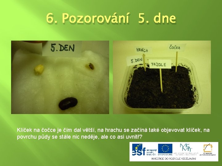 6. Pozorování 5. dne Klíček na čočce je čím dal větší, na hrachu se