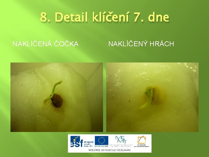 8. Detail klíčení 7. dne NAKLÍČENÁ ČOČKA NAKLÍČENÝ HRÁCH 