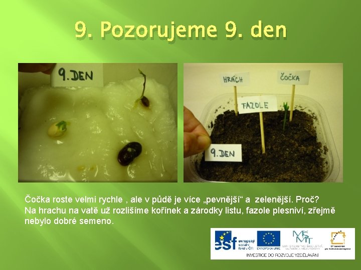 9. Pozorujeme 9. den Čočka roste velmi rychle , ale v půdě je více