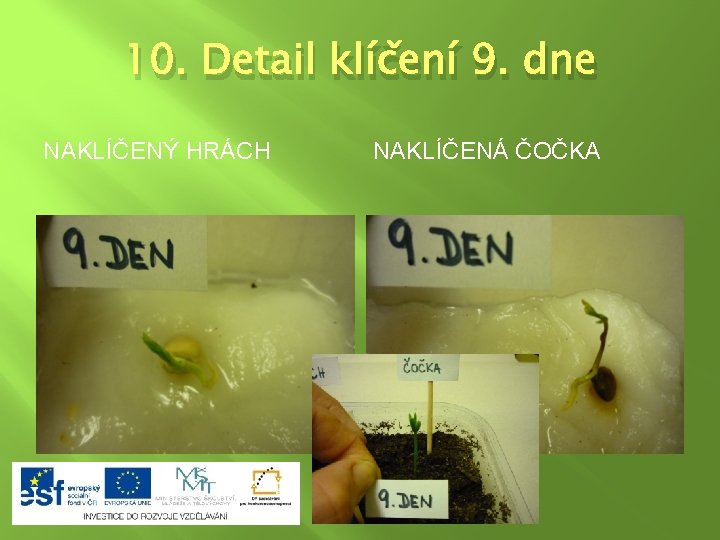 10. Detail klíčení 9. dne NAKLÍČENÝ HRÁCH NAKLÍČENÁ ČOČKA 