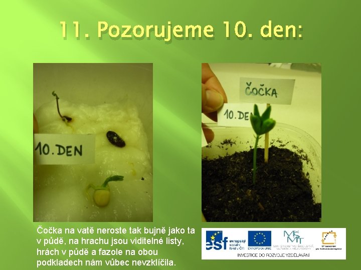 11. Pozorujeme 10. den: Čočka na vatě neroste tak bujně jako ta v půdě,