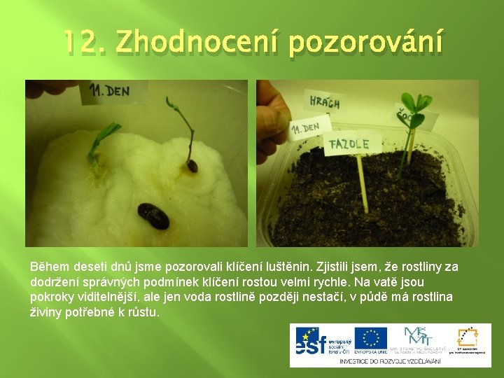 12. Zhodnocení pozorování Během deseti dnů jsme pozorovali klíčení luštěnin. Zjistili jsem, že rostliny