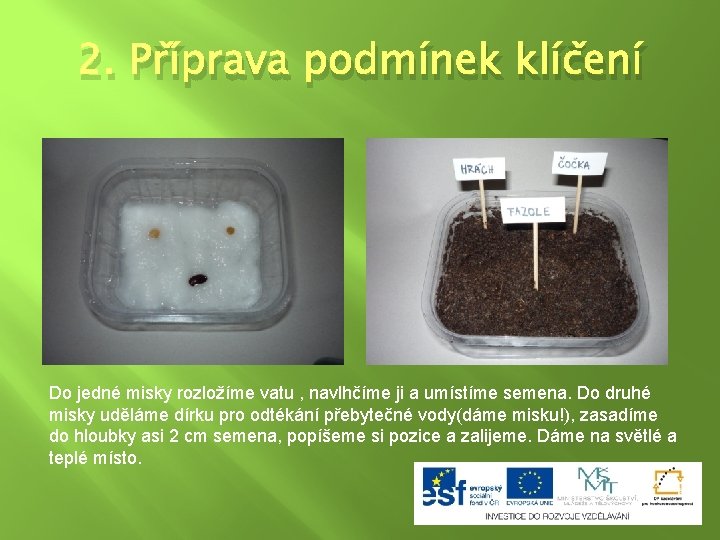 2. Příprava podmínek klíčení Do jedné misky rozložíme vatu , navlhčíme ji a umístíme