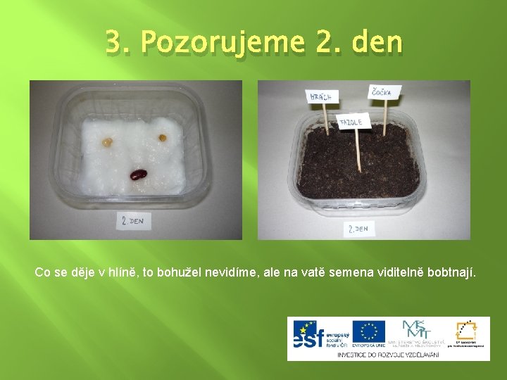 3. Pozorujeme 2. den Co se děje v hlíně, to bohužel nevidíme, ale na