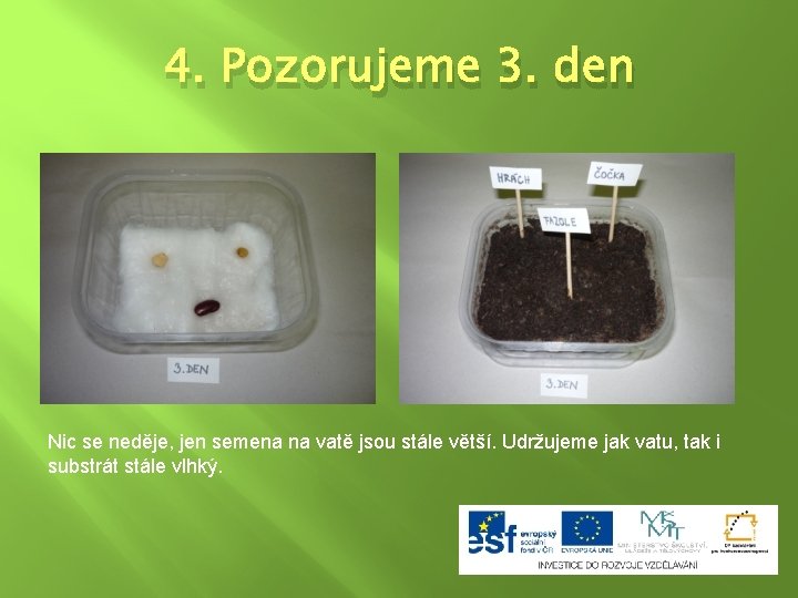 4. Pozorujeme 3. den Nic se neděje, jen semena na vatě jsou stále větší.