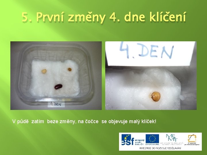 5. První změny 4. dne klíčení V půdě zatím beze změny, na čočce se