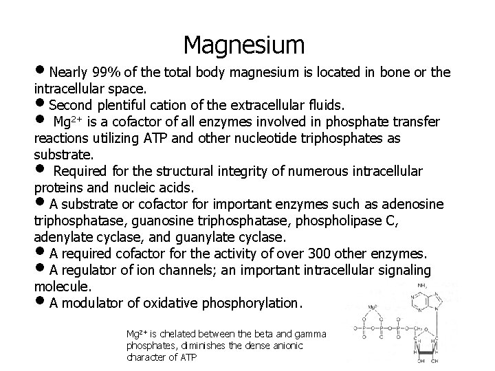 Magnesium • Nearly 99% of the total body magnesium is located in bone or