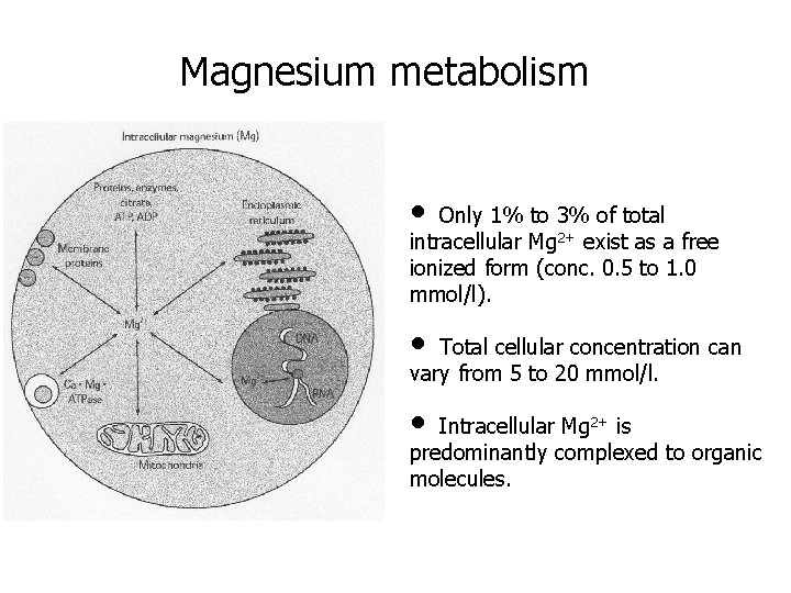 Magnesium metabolism • Only 1% to 3% of total intracellular Mg 2+ exist as