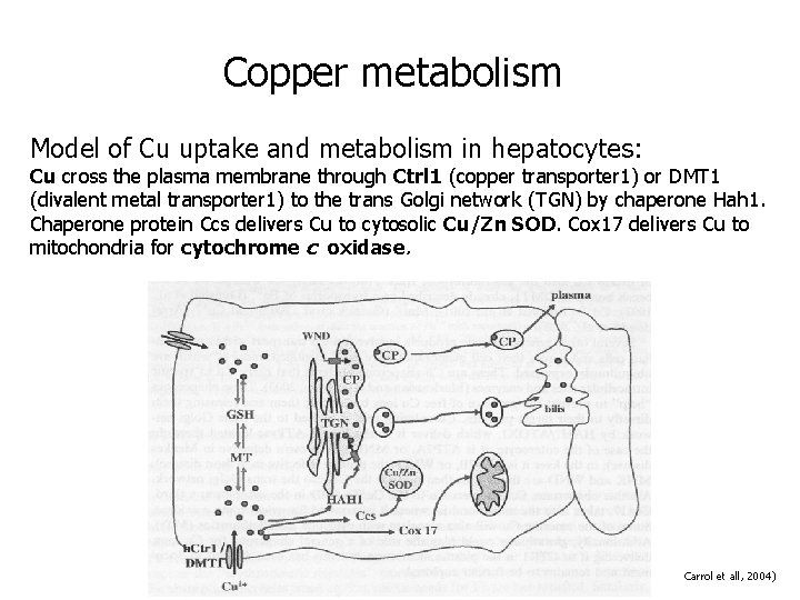 Copper metabolism Model of Cu uptake and metabolism in hepatocytes: Cu cross the plasma