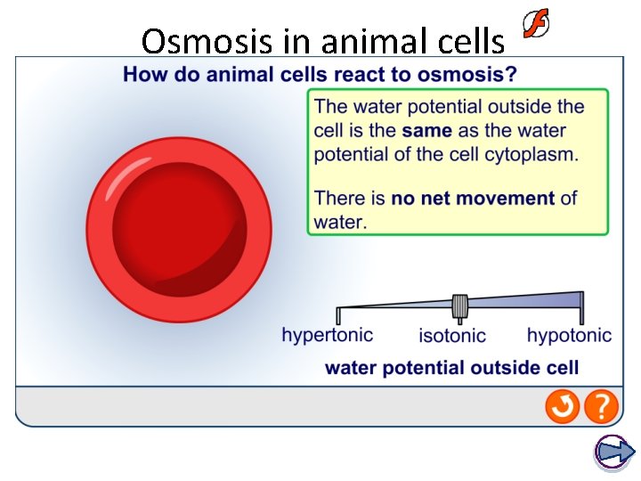 Osmosis in animal cells 