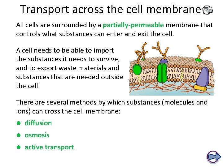 Transport across the cell membrane All cells are surrounded by a partially-permeable membrane that
