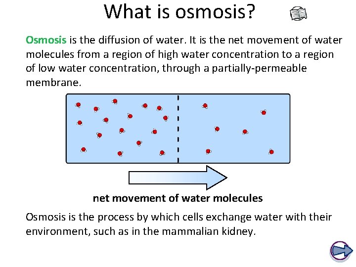 What is osmosis? Osmosis is the diffusion of water. It is the net movement