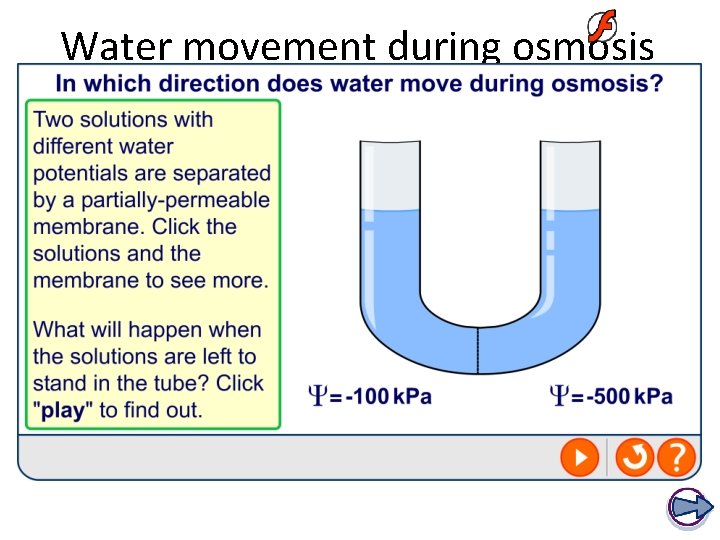 Water movement during osmosis 