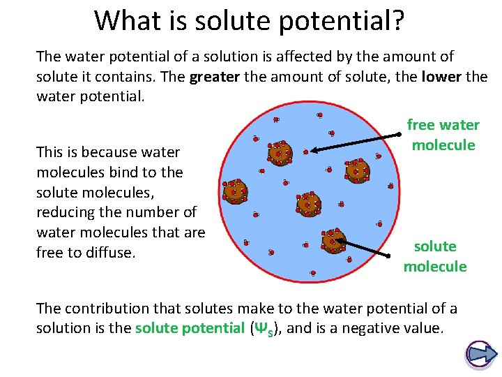 What is solute potential? The water potential of a solution is affected by the