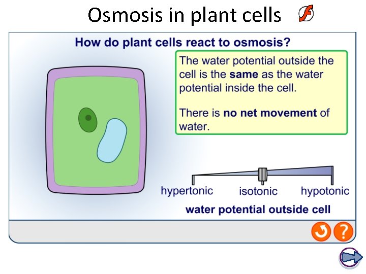 Osmosis in plant cells 