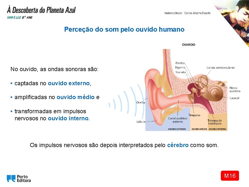 Perceção do som pelo ouvido humano No ouvido, as ondas sonoras são: • captadas