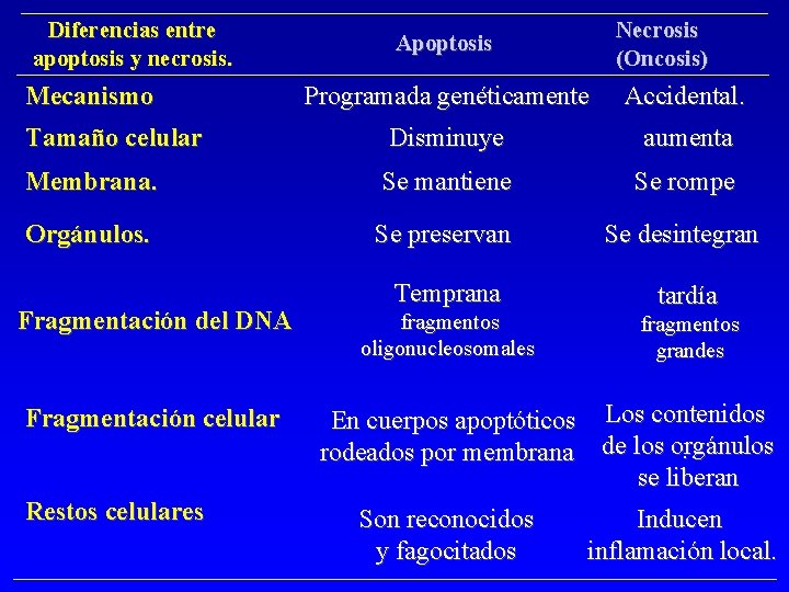 Diferencias entre apoptosis y necrosis. Mecanismo Necrosis (Oncosis) Apoptosis Programada genéticamente Accidental. Tamaño celular Diferencias entre apoptosis y necrosis. Mecanismo Necrosis (Oncosis) Apoptosis Programada genéticamente Accidental. Tamaño celular