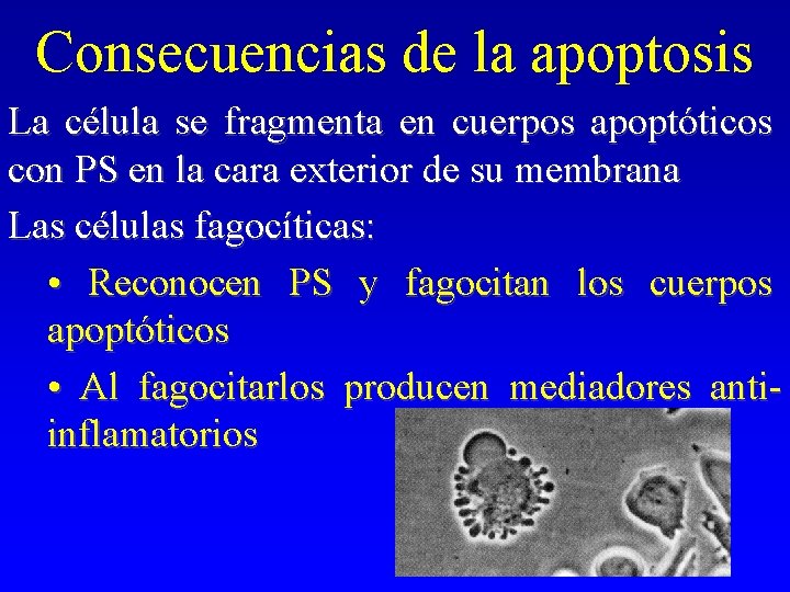 Consecuencias de la apoptosis La célula se fragmenta en cuerpos apoptóticos con PS en Consecuencias de la apoptosis La célula se fragmenta en cuerpos apoptóticos con PS en