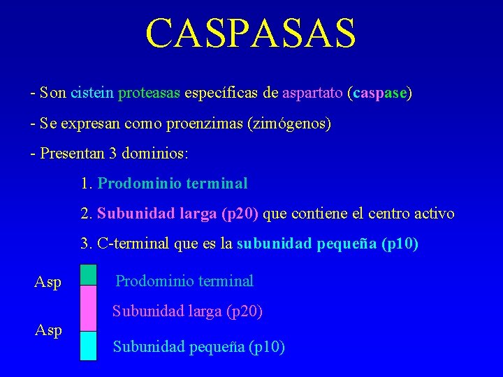 CASPASAS - Son cistein proteasas específicas de aspartato (caspase) - Se expresan como proenzimas CASPASAS - Son cistein proteasas específicas de aspartato (caspase) - Se expresan como proenzimas