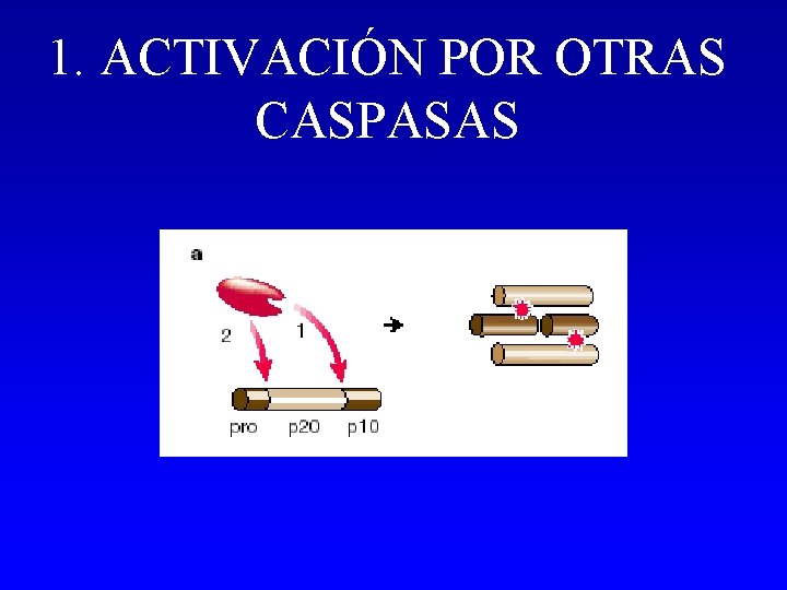 1. ACTIVACIÓN POR OTRAS CASPASAS 1. ACTIVACIÓN POR OTRAS CASPASAS