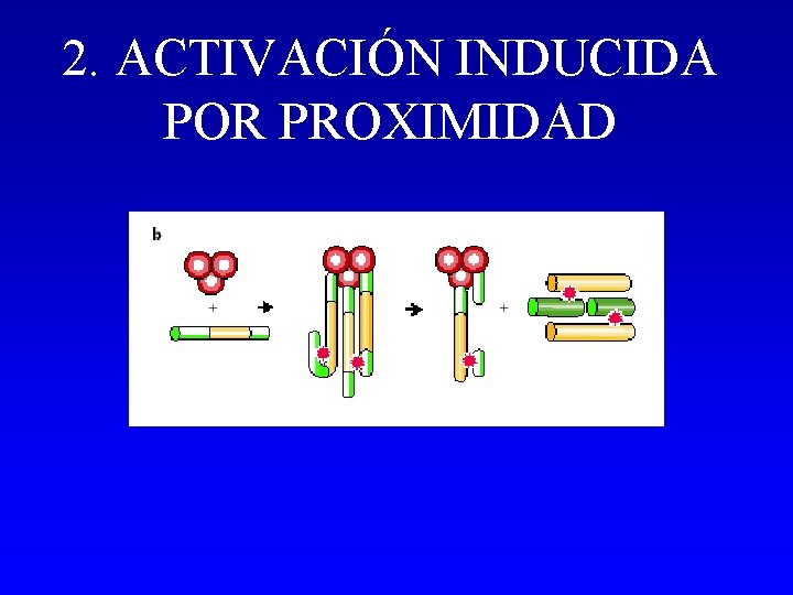 2. ACTIVACIÓN INDUCIDA POR PROXIMIDAD 2. ACTIVACIÓN INDUCIDA POR PROXIMIDAD