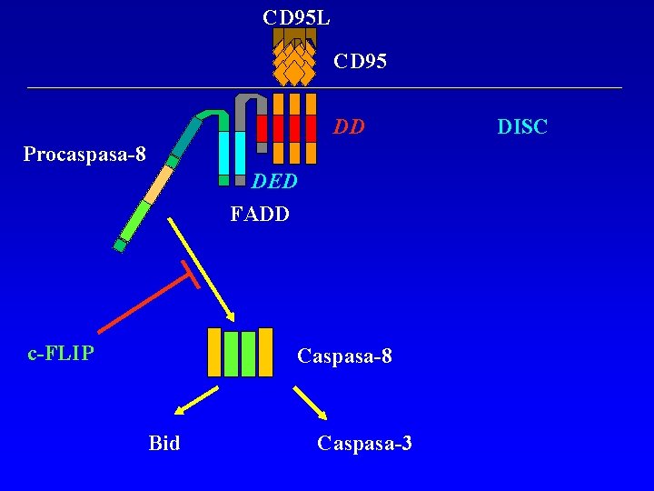 CD 95 L CD 95 DD Procaspasa-8 DED FADD c-FLIP Caspasa-8 Bid Caspasa-3 DISC CD 95 L CD 95 DD Procaspasa-8 DED FADD c-FLIP Caspasa-8 Bid Caspasa-3 DISC