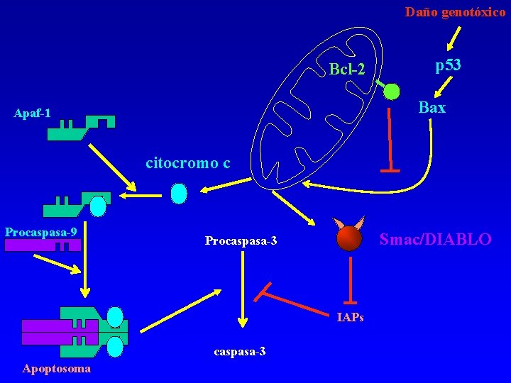 Daño genotóxico Bcl-2 p 53 Bax Apaf-1 citocromo c Procaspasa-9 Smac/DIABLO Procaspasa-3 IAPs caspasa-3 Daño genotóxico Bcl-2 p 53 Bax Apaf-1 citocromo c Procaspasa-9 Smac/DIABLO Procaspasa-3 IAPs caspasa-3