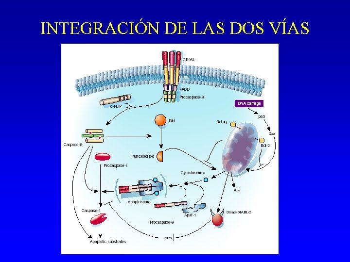 INTEGRACIÓN DE LAS DOS VÍAS INTEGRACIÓN DE LAS DOS VÍAS