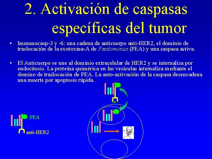2. Activación de caspasas específicas del tumor • Immunocasp-3 y -6: una cadena de 2. Activación de caspasas específicas del tumor • Immunocasp-3 y -6: una cadena de