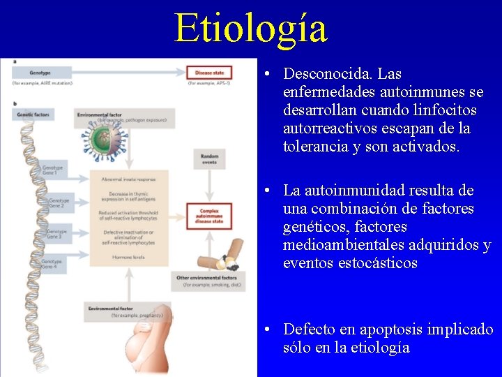 Etiología • Desconocida. Las enfermedades autoinmunes se desarrollan cuando linfocitos autorreactivos escapan de la Etiología • Desconocida. Las enfermedades autoinmunes se desarrollan cuando linfocitos autorreactivos escapan de la