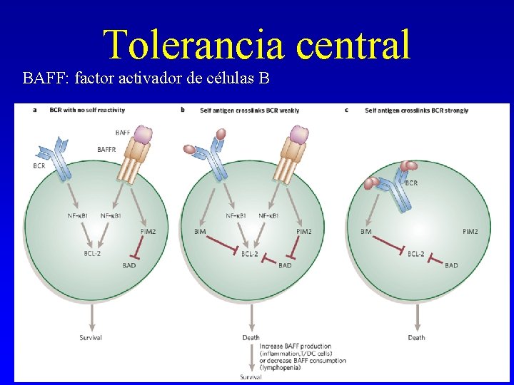 Tolerancia central BAFF: factor activador de células B Tolerancia central BAFF: factor activador de células B