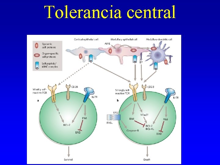 Tolerancia central Tolerancia central