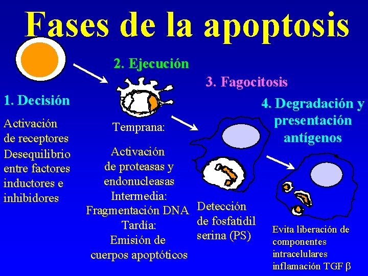 Fases de la apoptosis 2. Ejecución 1. Decisión Activación de receptores Desequilibrio entre factores Fases de la apoptosis 2. Ejecución 1. Decisión Activación de receptores Desequilibrio entre factores