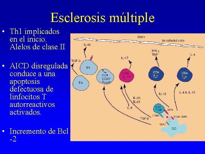Esclerosis múltiple • Th 1 implicados en el inicio. Alelos de clase II • Esclerosis múltiple • Th 1 implicados en el inicio. Alelos de clase II •