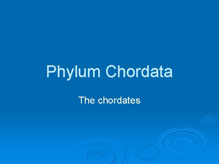 Phylum Chordata The chordates 