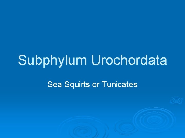 Subphylum Urochordata Sea Squirts or Tunicates 