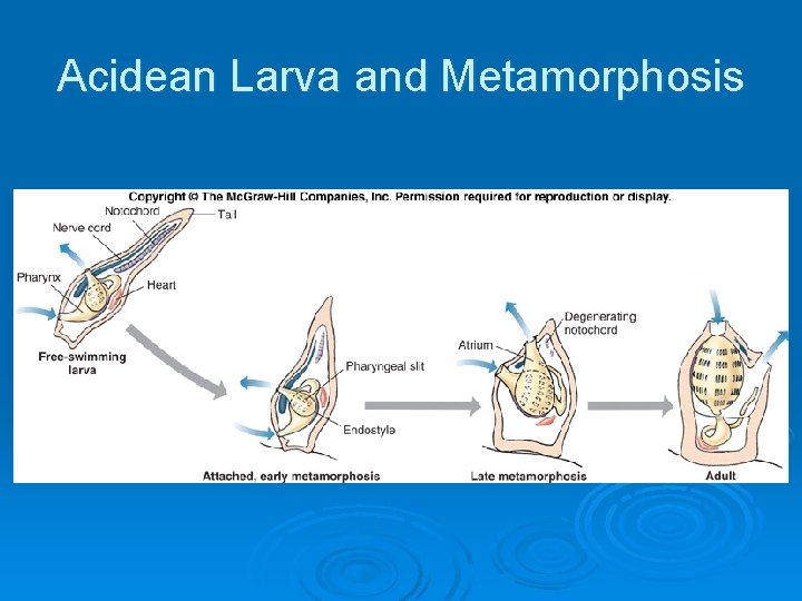 Acidean Larva and Metamorphosis 