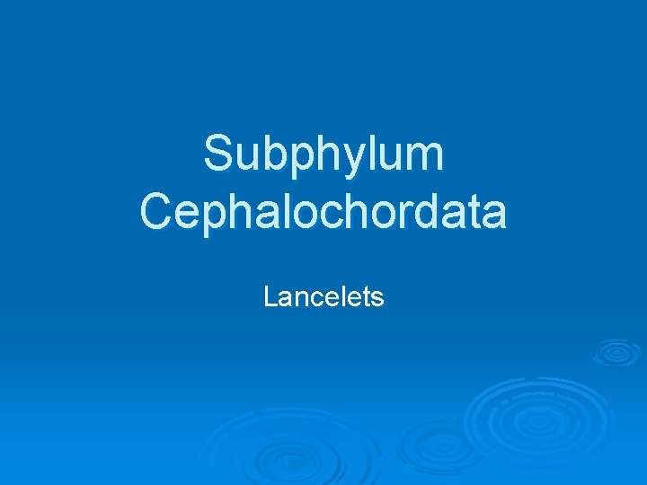 Subphylum Cephalochordata Lancelets 
