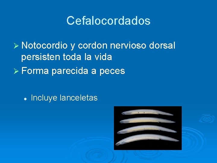 Cefalocordados Ø Notocordio y cordon nervioso dorsal persisten toda la vida Ø Forma parecida