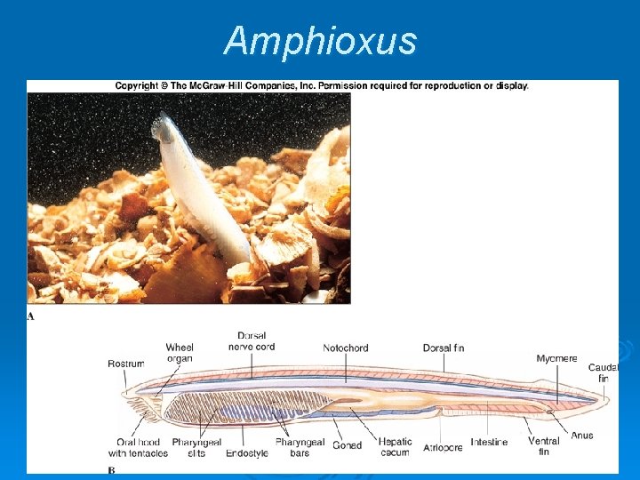 Amphioxus 