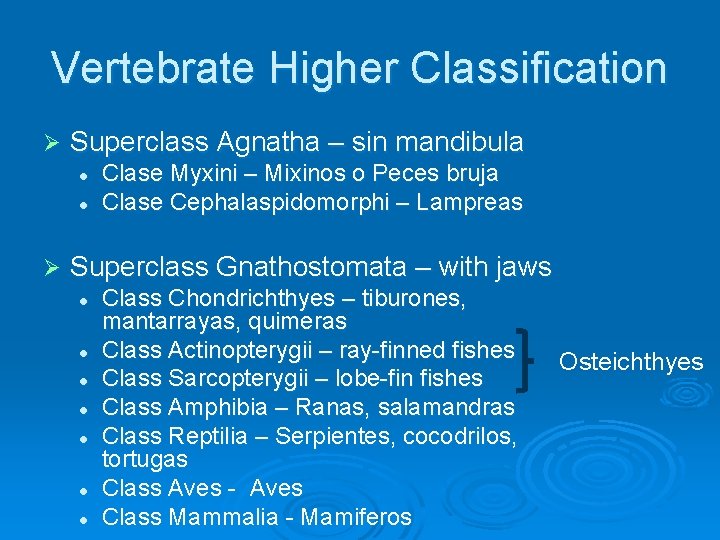 Vertebrate Higher Classification Ø Superclass Agnatha – sin mandibula l l Ø Clase Myxini