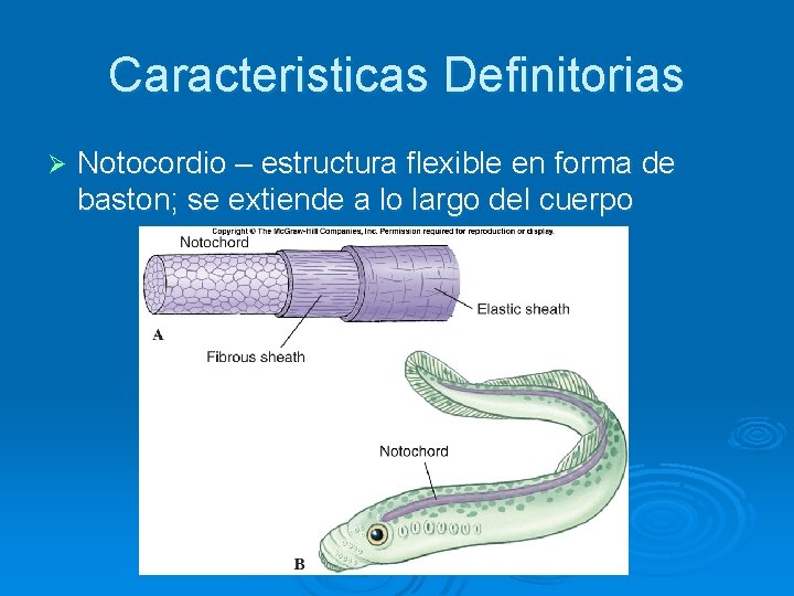 Caracteristicas Definitorias Ø Notocordio – estructura flexible en forma de baston; se extiende a