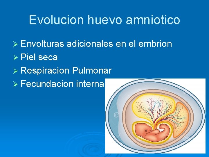 Evolucion huevo amniotico Ø Envolturas adicionales en el embrion Ø Piel seca Ø Respiracion