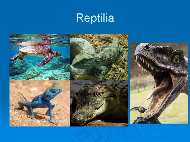 Reptilia 